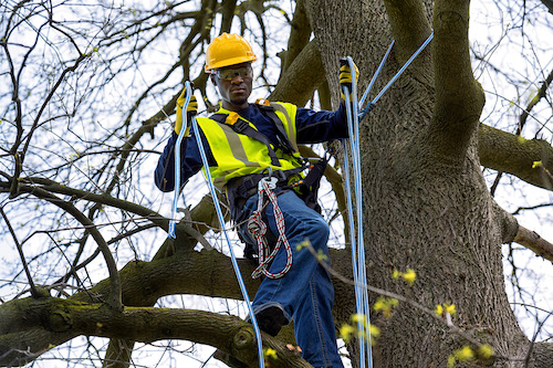 IBEW Tree Trimming Academy